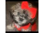 Shorkie Tzu Puppy for sale in Kunkletown, PA, USA