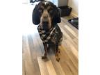 Adopt Virgil a Black - with Tan, Yellow or Fawn Bluetick Coonhound / Mixed dog