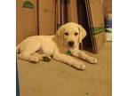 Labrador Retriever Puppy for sale in Little Elm, TX, USA
