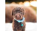 Goldendoodle Puppy for sale in Wauchula, FL, USA
