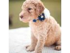 Goldendoodle Puppy for sale in Wauchula, FL, USA
