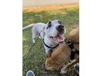 Adopt Harley a White - with Black American Pit Bull Terrier / Mixed dog in