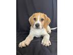 Adopt Hayes a White - with Tan, Yellow or Fawn Retriever (Unknown Type) / Hound