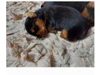 Yorkshire Terrier Puppy for sale in Pembroke, NC, USA