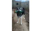 Adopt Oliver a Black - with White German Shepherd Dog / Husky / Mixed dog in