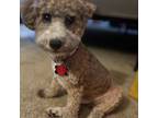 Poodle (Toy) Puppy for sale in Newport News, VA, USA