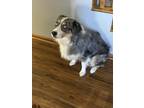 Adopt Ranger a Merle Australian Shepherd / Mixed dog in Gahanna, OH (41457062)