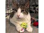 Adopt Chatty (I'm in foster care!) a Domestic Shorthair / Mixed (short coat) cat