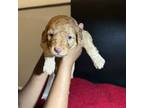 Goldendoodle Puppy for sale in College Park, GA, USA
