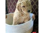 Goldendoodle Puppy for sale in Appleton, MN, USA