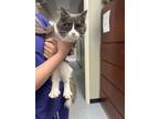 Adopt millie a Gray or Blue Domestic Longhair / Domestic Shorthair / Mixed cat