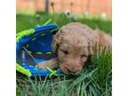 Goldendoodle Puppy for sale in Appleton, MN, USA