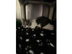 Adopt paige a White Domestic Shorthair / Domestic Shorthair / Mixed cat in