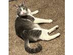 Adopt Dusk a Gray or Blue (Mostly) Domestic Mediumhair / Mixed (medium coat) cat