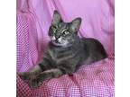 Adopt Violet a Gray, Blue or Silver Tabby Domestic Shorthair / Mixed (short