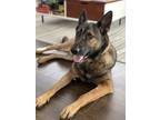 Adopt Arnie a Brown/Chocolate - with Black German Shepherd Dog / Belgian