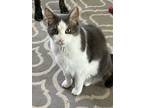 Adopt Buddy a Gray or Blue (Mostly) American Shorthair / Mixed (short coat) cat