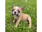 French Bulldog Puppy for sale in Pikeville, NC, USA