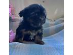 Shorkie Tzu Puppy for sale in Des Moines, IA, USA