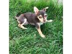 Chihuahua Puppy for sale in Glenview, IL, USA