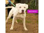 Adopt Moises a Mixed Breed