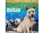 Adopt Hollan a Mixed Breed