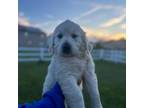 Golden Retriever Puppy for sale in Middletown, DE, USA