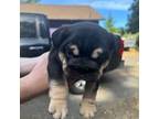 Bulldog Puppy for sale in Cave Junction, OR, USA