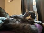 Adopt River a Gray or Blue (Mostly) Domestic Longhair / Mixed (long coat) cat in