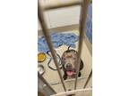 Adopt SMOKE a Gray/Silver/Salt & Pepper - with White American Pit Bull Terrier /