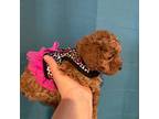 Poodle (Toy) Puppy for sale in Clark, NJ, USA