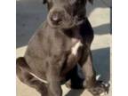 Great Dane Puppy for sale in Baldwin Park, CA, USA