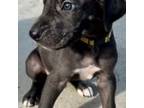 Great Dane Puppy for sale in Baldwin Park, CA, USA