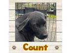 Adopt Count a Labrador Retriever