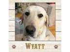 Adopt Wyatt a Labrador Retriever