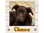 Adopt Chaco a Labrador Retriever
