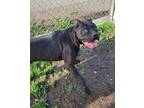 Adopt Darla a Mixed Breed (Large) / Mixed dog in Spokane Valley, WA (41457085)