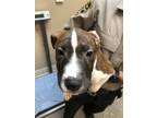 Adopt Henry a Mixed Breed (Medium) / Mixed dog in Spokane Valley, WA (41457083)