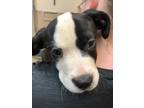Adopt a Mixed Breed (Medium) / Mixed dog in Spokane Valley, WA (41457081)