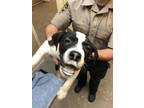 Adopt a Mixed Breed (Medium) / Mixed dog in Spokane Valley, WA (41457080)