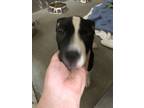 Adopt a Mixed Breed (Medium) / Mixed dog in Spokane Valley, WA (41457079)