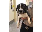 Adopt a Mixed Breed (Medium) / Mixed dog in Spokane Valley, WA (41457078)