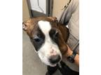 Adopt a Mixed Breed (Medium) / Mixed dog in Spokane Valley, WA (41457077)