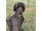 Adopt Jack a Black Poodle (Standard) / Mixed dog in Olympia, WA (40299205)
