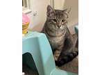 Adopt Pigeon a Gray, Blue or Silver Tabby Domestic Shorthair / Mixed (short