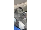 Adopt Duke a Gray/Blue/Silver/Salt & Pepper American Pit Bull Terrier / Mixed