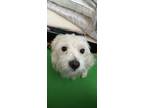 Adopt Pluto a White Terrier (Unknown Type, Small) / Mixed dog in Long Beach