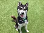 Adopt STRIKER a Black Siberian Husky / Mixed dog in Tustin, CA (40362171)