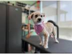 Adopt BAMBI a Poodle (Miniature) / Mixed dog in Tustin, CA (41431526)