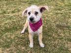 Adopt BAMBI a Poodle (Miniature) / Mixed dog in Tustin, CA (41431526)